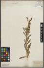 Foto von Salix purpurea L.